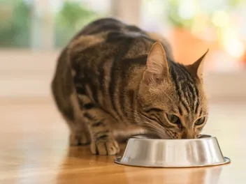 Holiday Foods That Are Safe for Cats: Vet-Reviewed Safety & Nutrition Facts