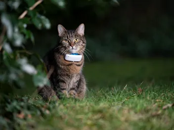8 Best Cat GPS Trackers & Collars in 2026 – Reviews & Top Picks