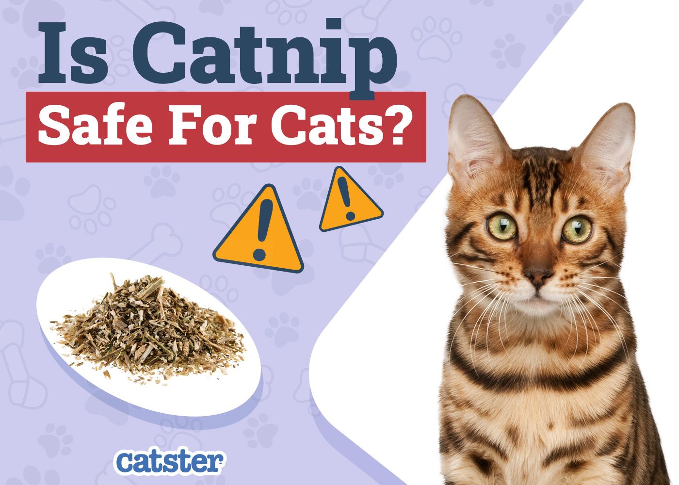 Catster_Is Catnip Safe for Cats