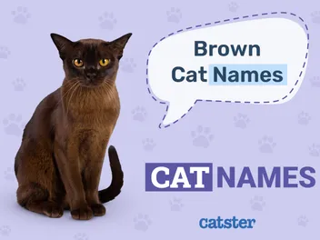 200 Brown Cat Names: Ideas for Bronzed & Nutty Felines