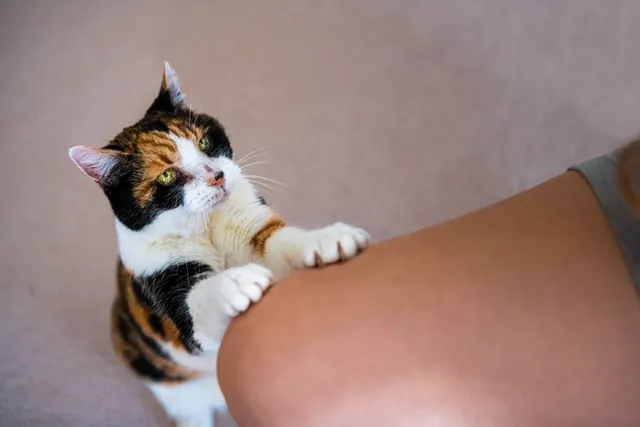Will Ignoring My Cat Make Them Like Me? Here's How They'll Respond (Vet-Verified Info)