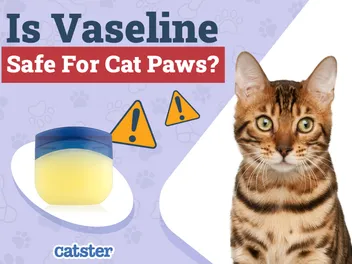 Is Vaseline Safe for Cat Paws? Vet Reviewed Facts & FAQ