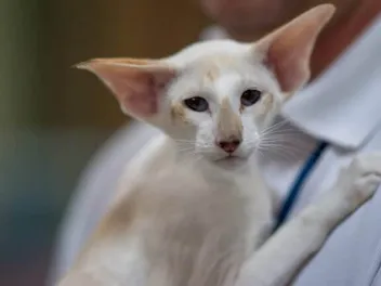 Seychellois Cat: Breed Info, Pictures, Temperament & Traits