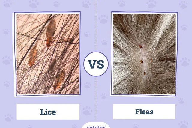 Cat Lice vs Fleas: Vet-Reviewed Key Differences