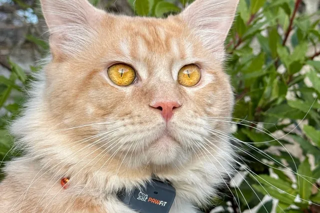 6 Ways a Cat Tracker Can Keep Your Cat Safer, Healthier, & Happier
