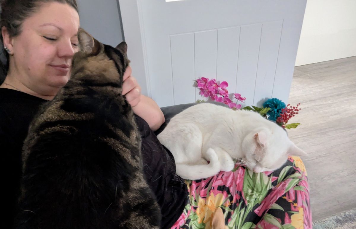 Determined lap cats