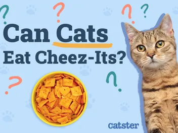 Can Cats Eat Cheez-Its? Vet-Verified Nutrition Facts & Considerations