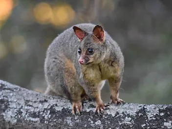 How To Keep Possums Away from Cat Food: 11 Great Ways