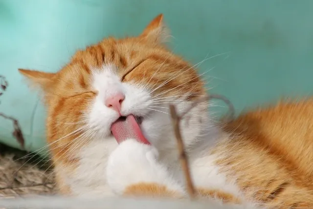 My Cat Licked Flea Medicine! Here's What to Do (Vet Answer)