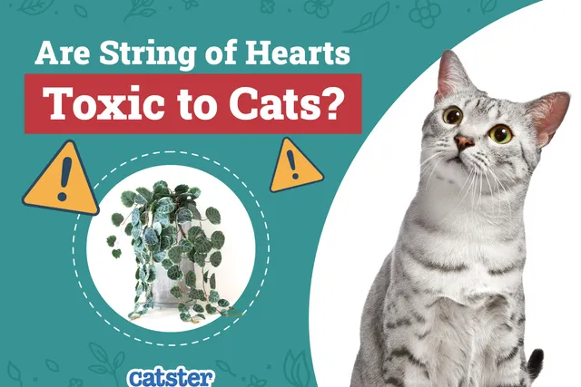 Are String of Hearts Toxic to Cats? Vet-Reviewed Houseplants Examined