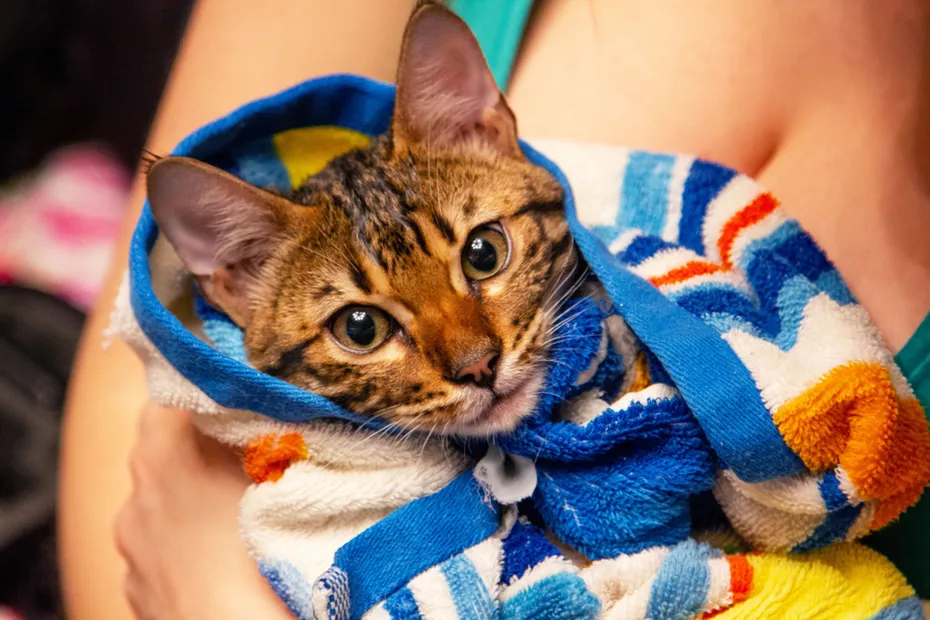 savannah-cat-wrapped-in-towel