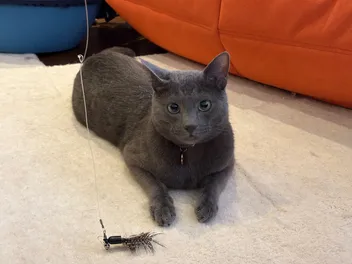 Kitty Playtime: What Raphael’s Hunt Taught Me About Life