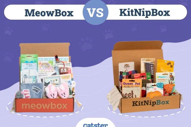 meowbox vs. KitNipBox: The Differences Explained (2026 Update)