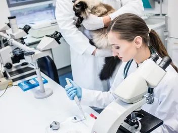 Interview With UC Davis Researchers Lead Study on Potential FIP Cure