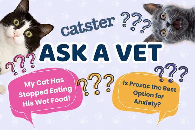 Ask Dr. Paola – Help! My Cat Has Stopped Eat His Wet Food! (June 1, 2026)