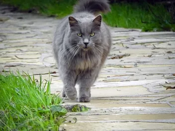 How Many Times Do Cats Go Into Heat? Vet-Approved Explanation (With Infographic)