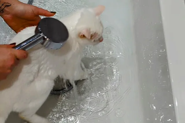 How to Give a Cat a Bath (Without Getting Scratched): Expert Tips & Tricks