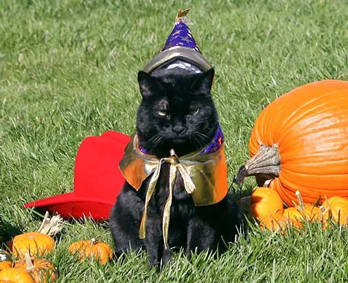 India_the_Cat_Bush Family Cat_Halloween_2007_(cropped)