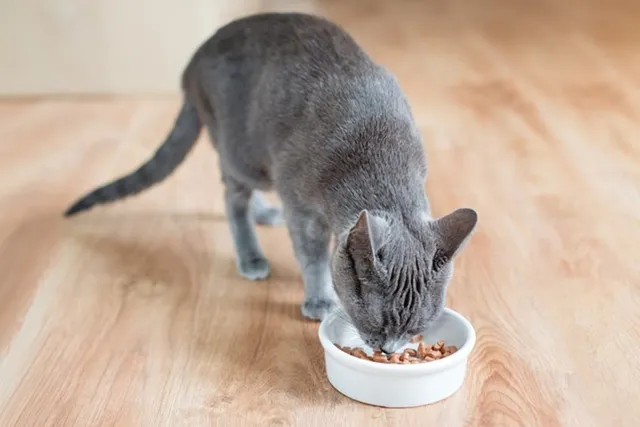 Where to Find Free Cat Food Samples? 12 Sites to Visit in 2026