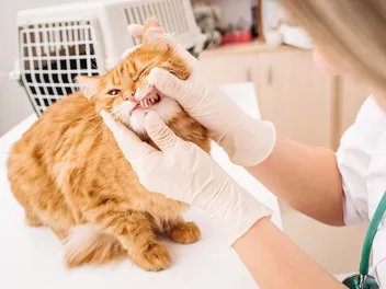Cat Toothache Pain: Vet-Reviewed Signs & How to Help