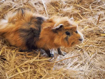 How to Cat Proof a Guinea Pig Cage: 5 Effective Vet-Approved Tips