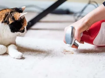 9 Best Cat Urine, Odor, & Stain Removers in the UK in 2026: Reviews & Top Picks