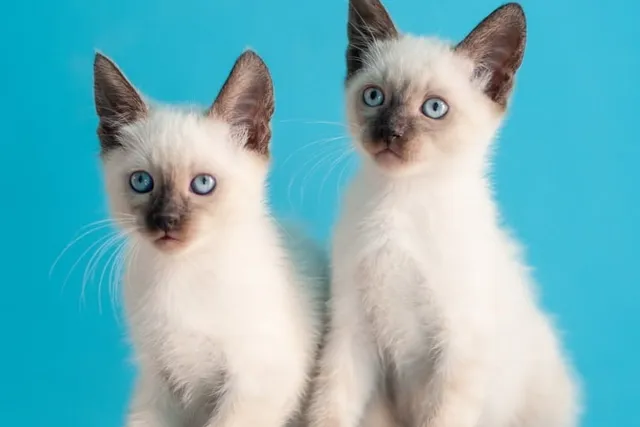 Siamese Kittens for Sale in Arizona: Breeders List 2026