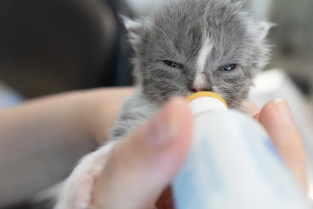 Where No Cat Is Hopeless: Inside Tabby’s Place, the Sanctuary Saving Forgotten Felines