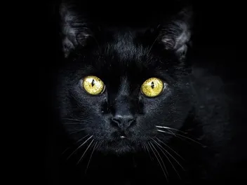 Why Does My Cat Stare at Me Without Blinking? 5 Vet-Reviewed Reasons