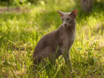Are Oriental Shorthair Cats Friendly? Vet-Verified Facts & Info