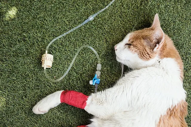 Can a Cat Recover From Kidney Failure? Our Vet Explains the Signs, Recovery & Diagnosis