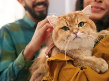 8 Most Popular Cat Breeds in India (With Info & Pictures)