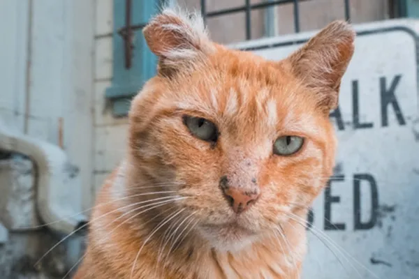 Adam has been working with feral cat Stubbs for the last five years.
