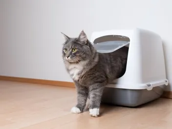 Why Is My Cat Missing the Litter Box? 11 Vet Reviewed Reasons & Advice