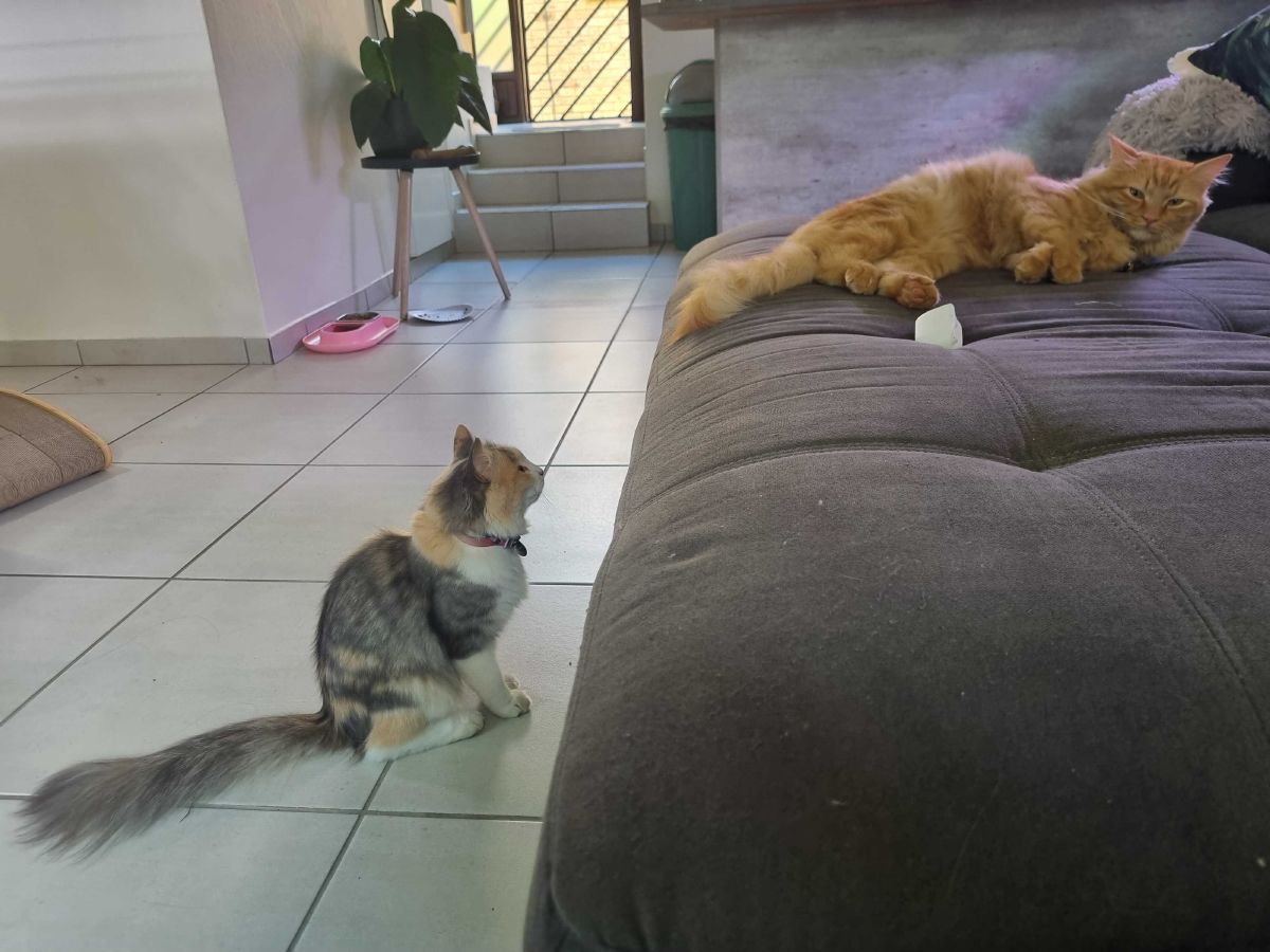 Ivy looking at her orange friend