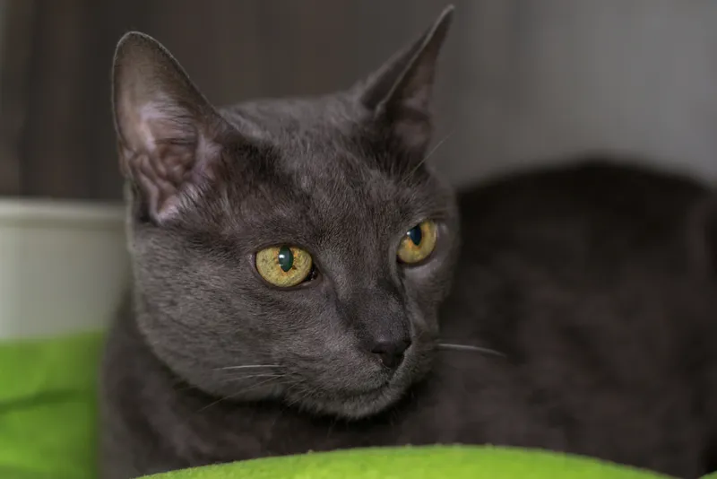 close up of a russian blue cat