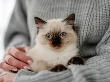 Who Will Take Care of My Cat When I Die? Here's How It Works