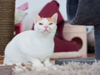 Anatolian Cat: Info, Pictures, Traits & Facts