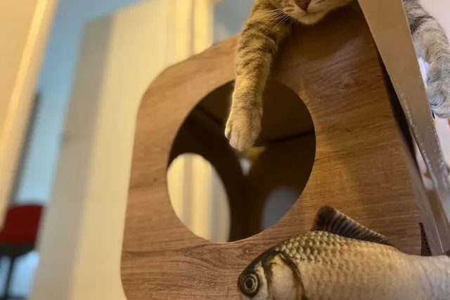 Please Don’t Put That In Your Mouth! Inappropriate Items Cats Eat