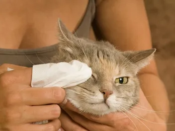 Will Cat Conjunctivitis Go Away by Itself? Vet-Verified Facts & Info