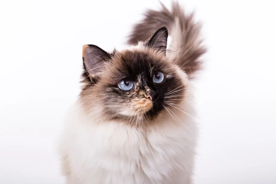 Seal Tortie point Ragdoll cat