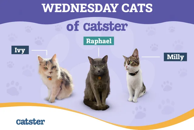 Introducing the Wednesday Cats of Catster: Ivy, Milly & Raphael