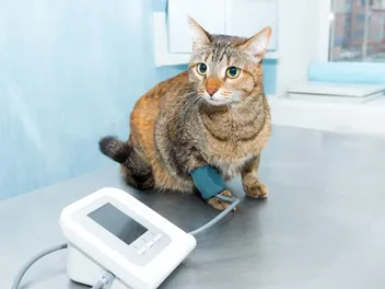 Hypertension In Cats: Vet Reviewed Signs, Causes & Care