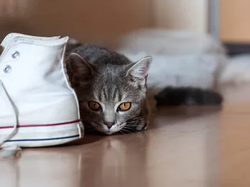 Why Do Cats Love Shoes? 3 Vet-Approved Reasons for This Behavior