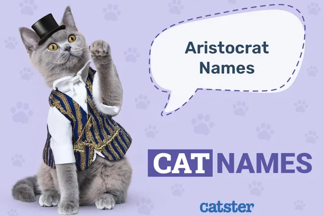 40 Aristocats Cat Names: Fairytale Options for Your Pet
