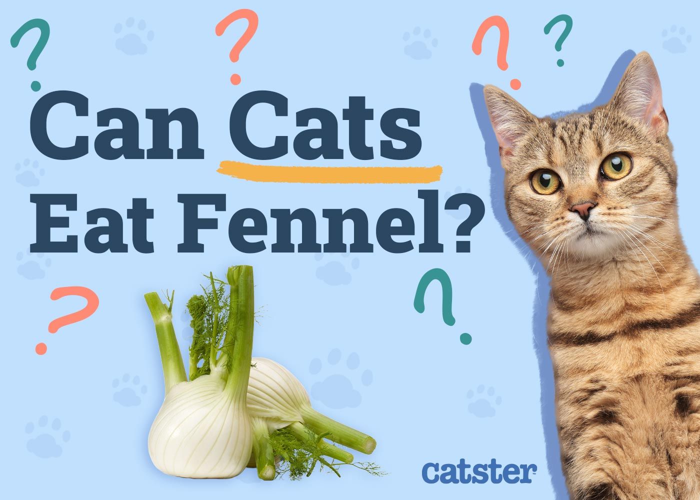 Can Cats Eat Fennel