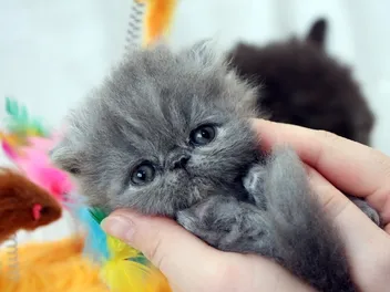 Persian Kittens for Sale in Kansas Breeders List 2026