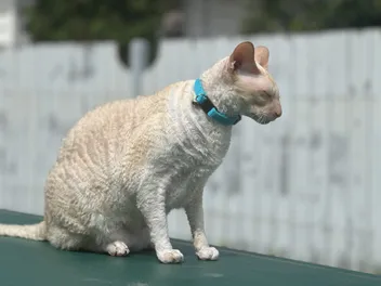 8 Best Designer Cat Collar Brands in 2026 - Reviews & Top Picks
