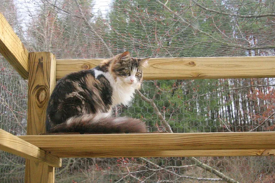 DIY cat catio