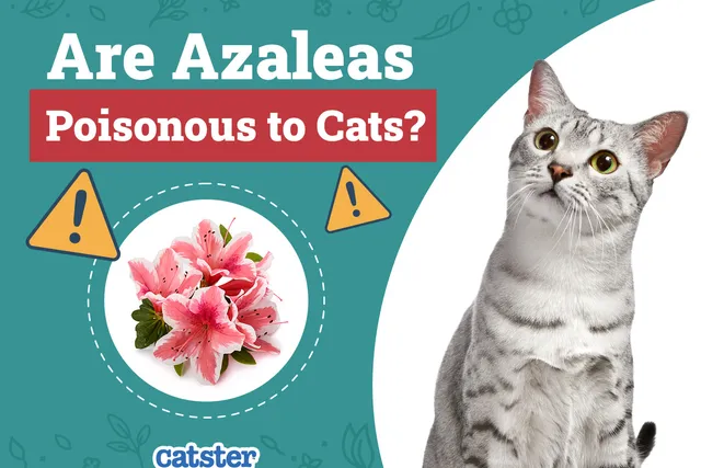 Are Azaleas Poisonous to Cats? Vet-Reviewed Houseplants Examined